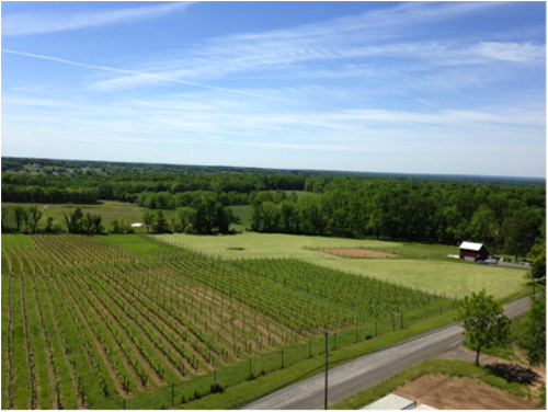 OTHER_Aerial_of_Vineyard-500x376