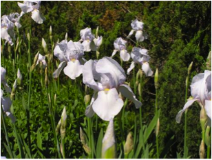 OTHER_Heirloom_Iris-308x232