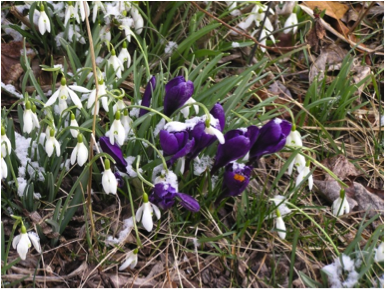 OTHER_Snow_Drops_and_Crocus-385x289