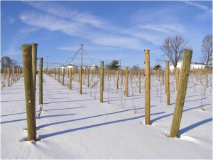 OTHER_Vines_Winter-500x375